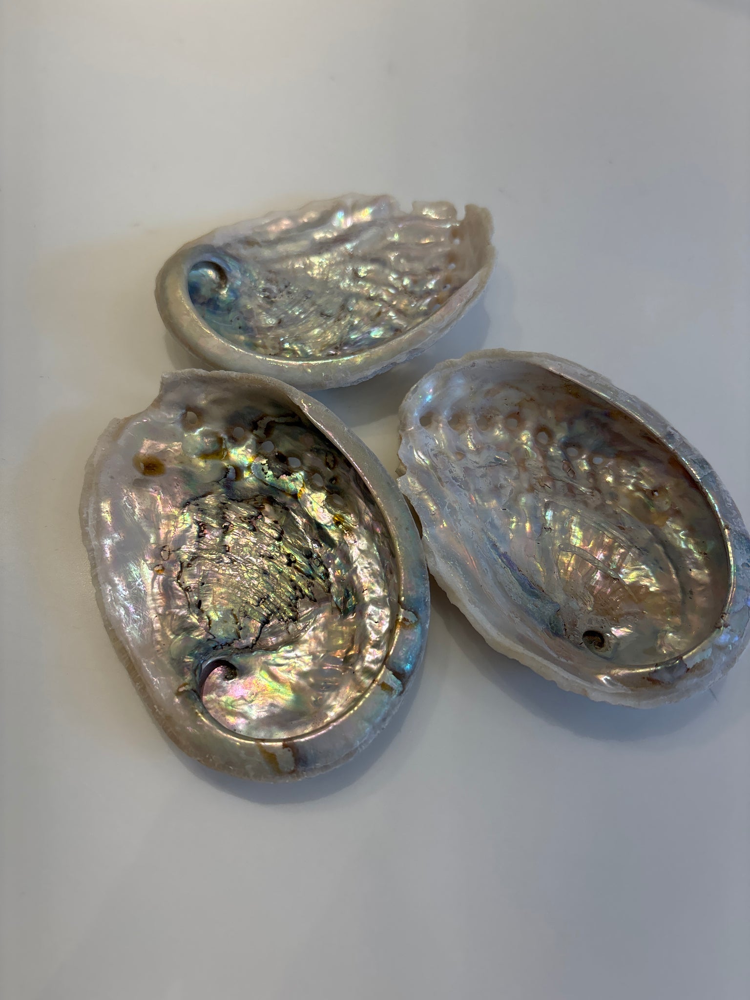 Abalone Shell