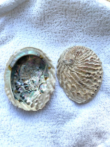 Abalone Shell | Large